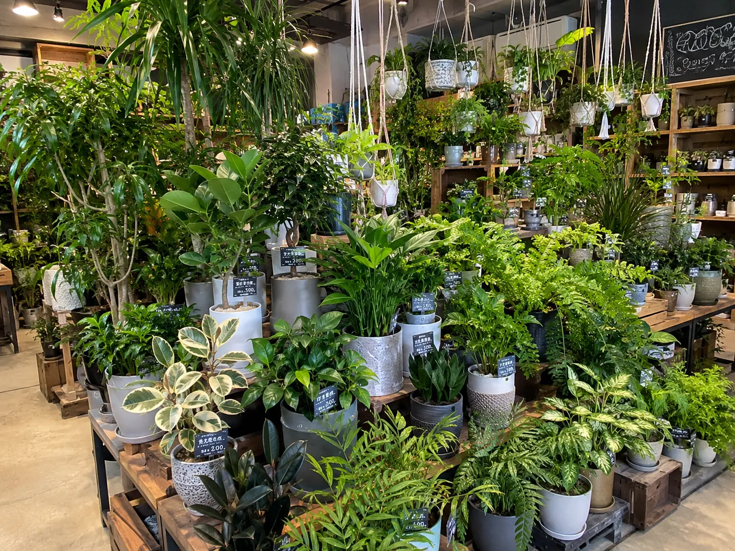 観葉植物